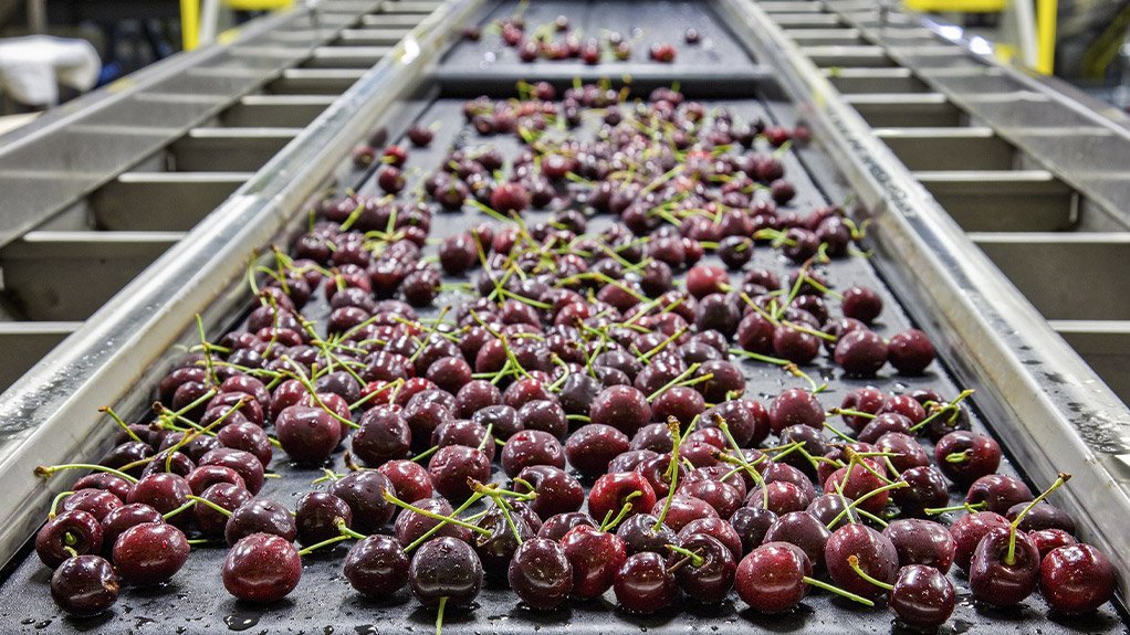 Image of a conveyer belt moving picked cherries