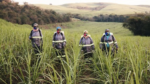 Workers in sugarcane field