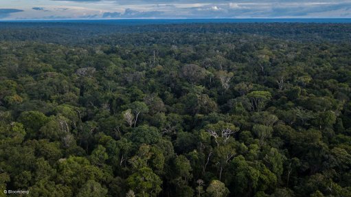 The Amazon rainforest