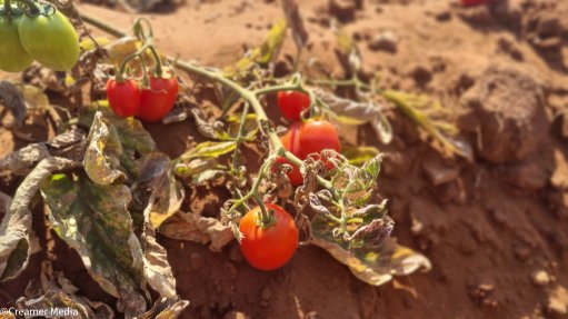 Tomato farm in Musina