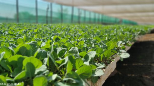 Plant closeup at agricultural nursery