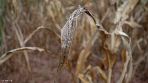 CROP FAILURE: Southern Africa’s El Niño-induced drought will mean that the region will need to import at least an additional three-million tons of maize in the coming months, the Famine Early Warning Systems Network has warned. Maize farmers from Angola to Zambia and Mozambique suffered the worst dry spell in more than a century during the middle of the growing season earlier this year. Photograph: Bloomberg
