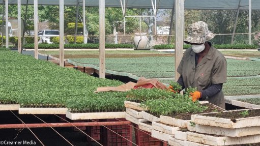 Worker at agricultural nursery