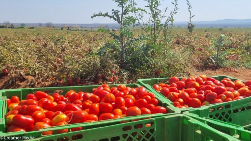 Tomato crates on farm