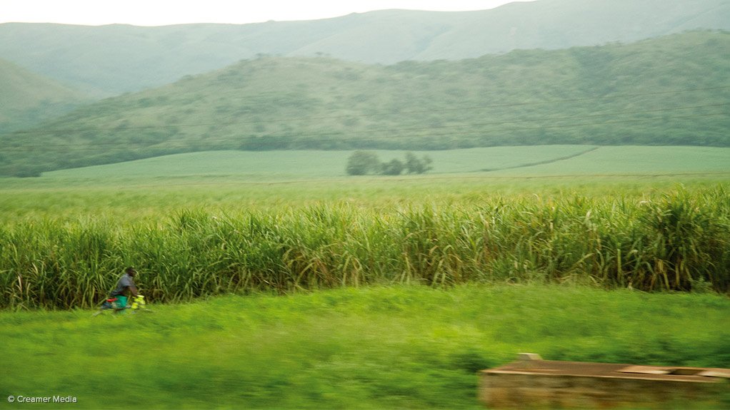 Sugarcane plantation in Malelane