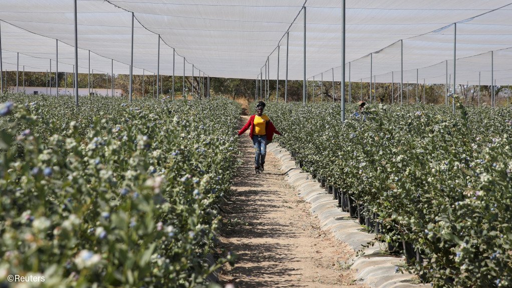 A blueberry farming operation in Zimbabwe