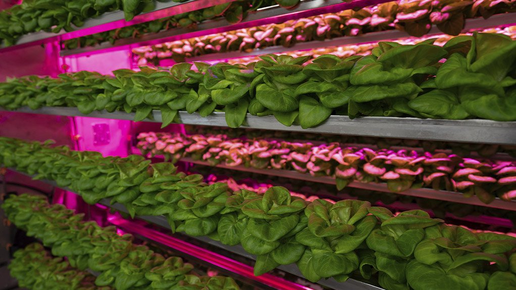 Living butterhead lettuce module at Sea to Sky Farms' operations in Alberta, Canada