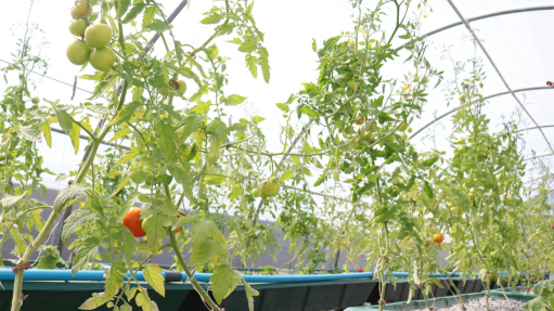 PILOT PROJECT
Tomatoes produced at the De Grendel School of Skills, the pilot aquaponic plant
