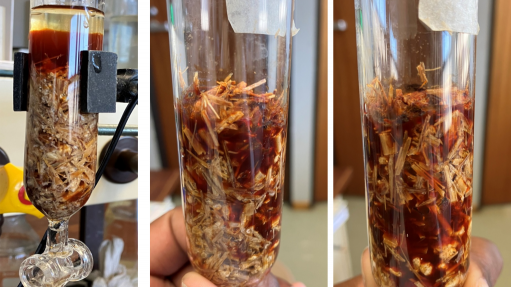 RESEARCH POTENTIAL
Research explores the use of fungal mycelia for a promising, eco-friendly solution that could help address water contamination challenges 
