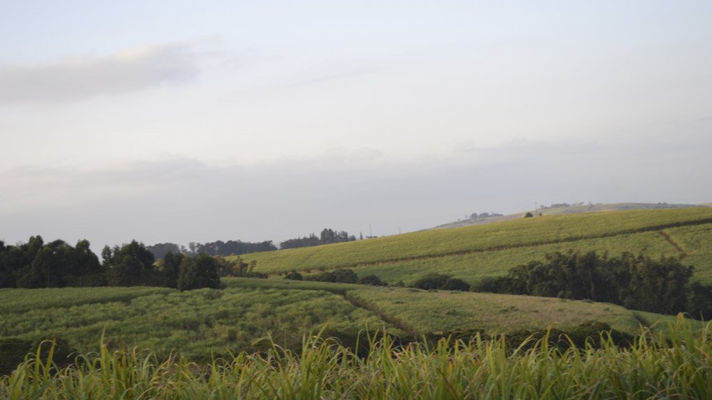 Sugarcane fields