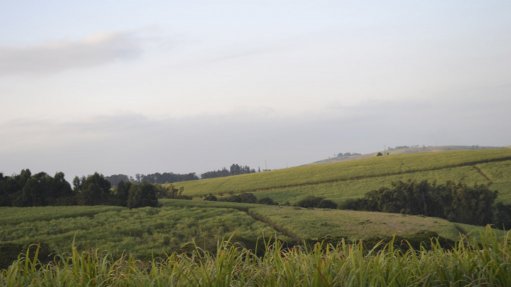 Sugarcane fields