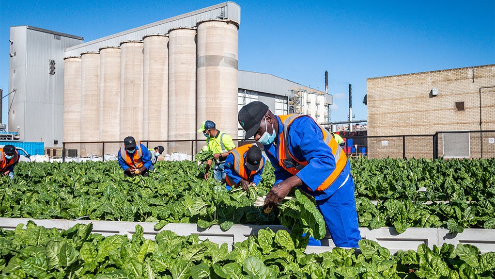 Project Imifino in Gqeberha is one of four high-impact demonstration projects supported through the SAIA project. It focuses on a circular economy approach to integrate crop production and effluent treatment to create a profitable, sustainable local value chain from brewery wastewater treatment. This is a partnership project with ABinBev, Taylormade Water Solutions, Waterleau and SAIA. 