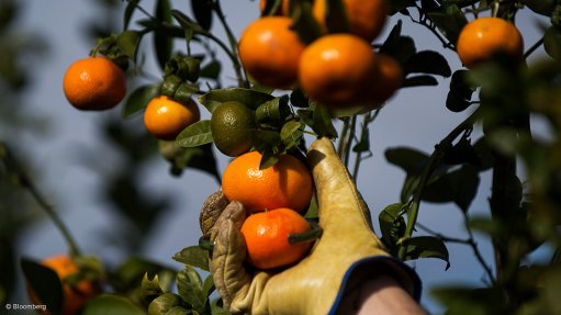 Citrus picking