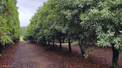 Macadamia trees