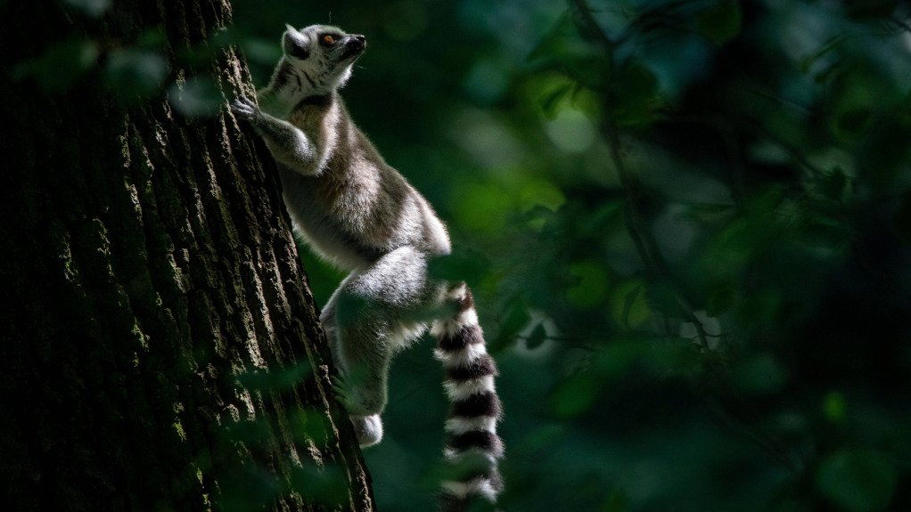 lemur in madagascar