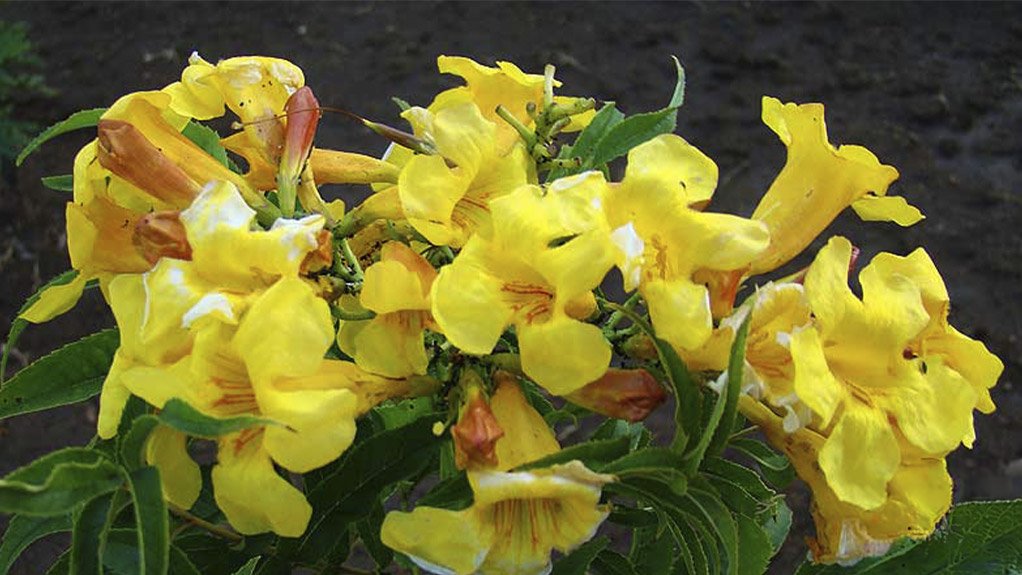 Tecoma stans, or yellow bell, invasive plant