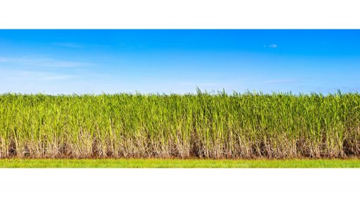 A generic image of a sugarcane plant