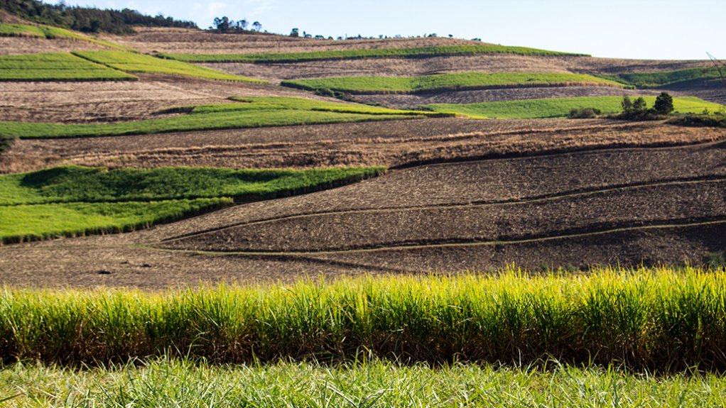 Sugarcane farm