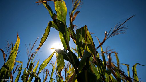 Maize crops