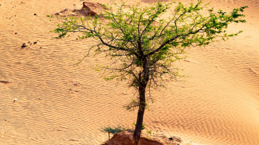  The Untapped Potential of Great Green Wall Voluntary Carbon Market Projects: Unlocking Opportunities for Sahelian Communities 