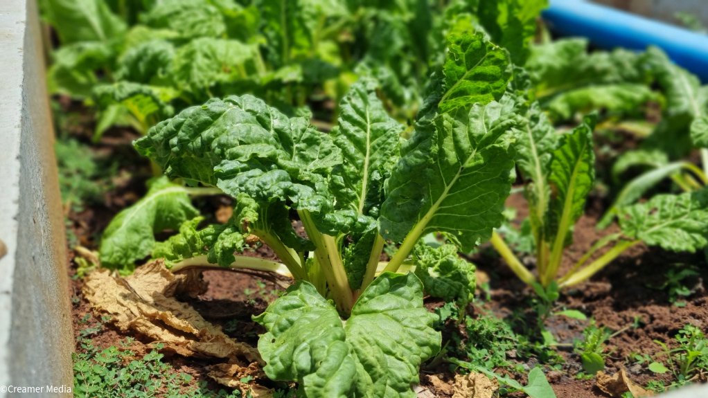 Spinach produced in raise beds at SAB Ibhayi brewery