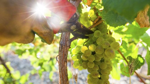 Wine grapes being cut