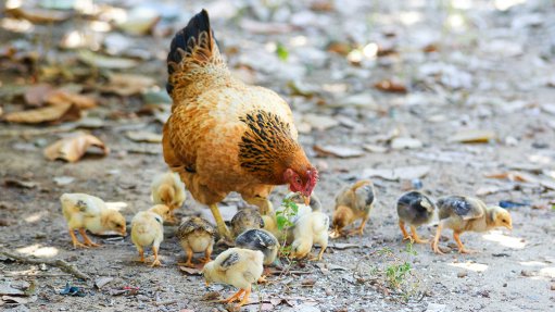 Hen with chicks 