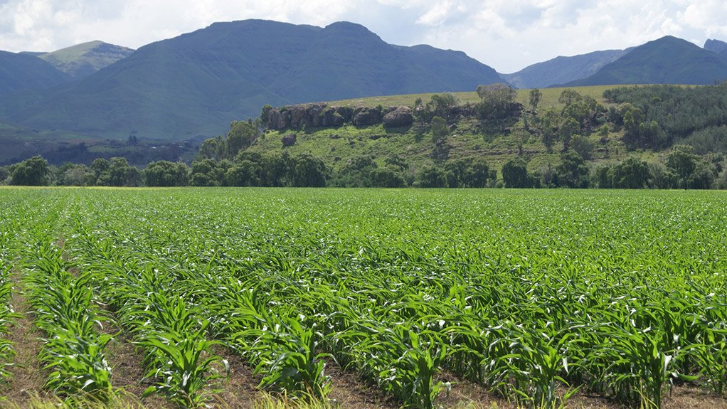 Maize crops in the Eastern Cape