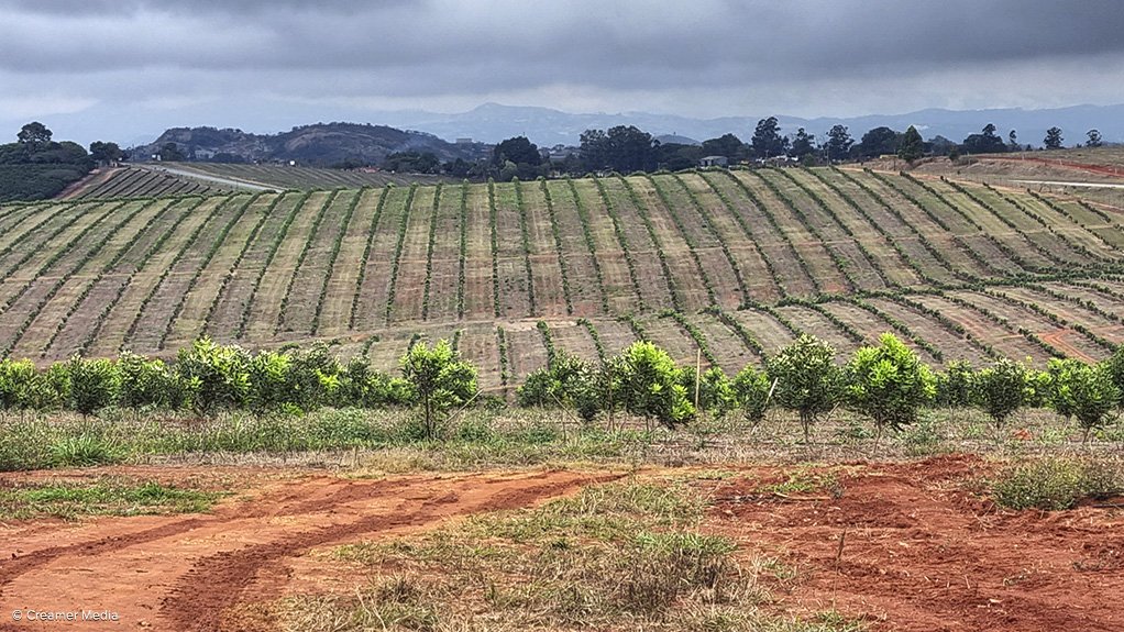 Macadamia nut farm