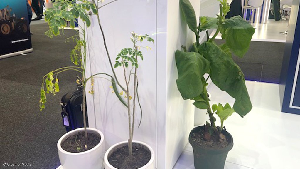 Moringa and solaris plants on display at Mining Indaba.