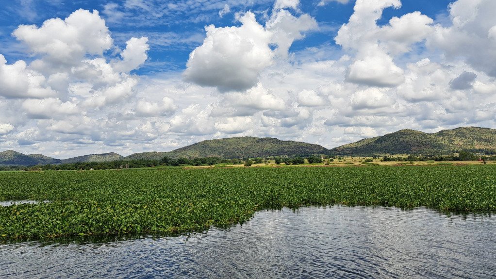 Image of hyacinth at Hartbeespoort dam