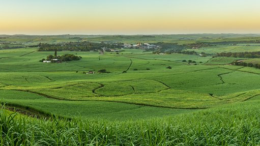 Sugarcane fields