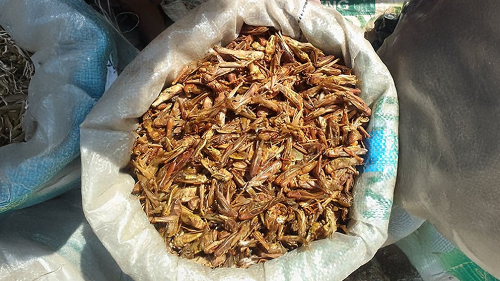 Brown locusts on sale in a market