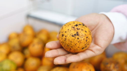 An image of a CBS-affected citrus fruit