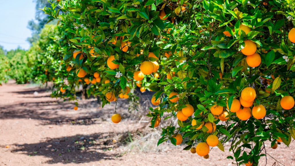 An image of well-kept citrus fruit