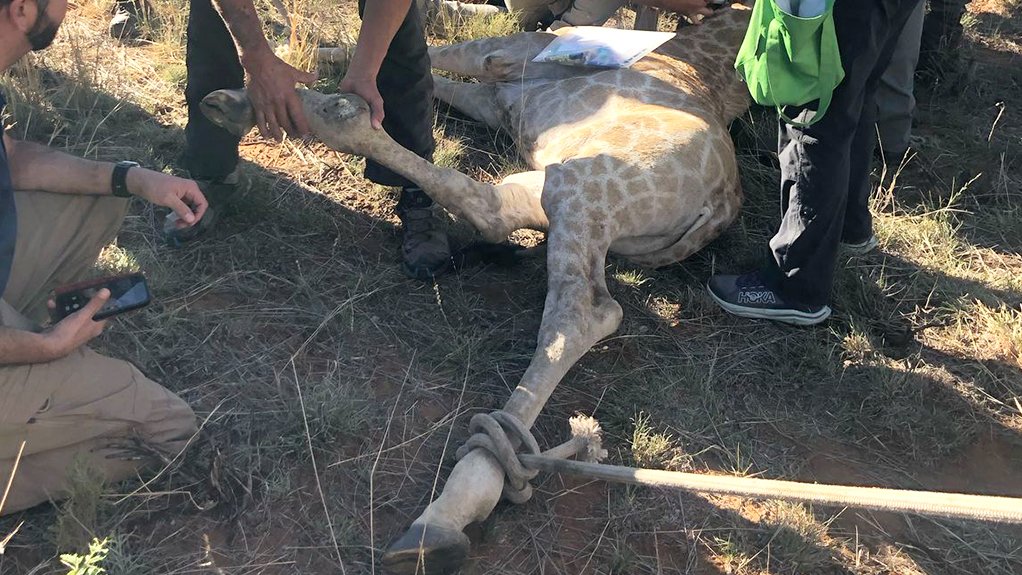 The complex rescue operation to stabilise the giraffe’s injury in a remote setting