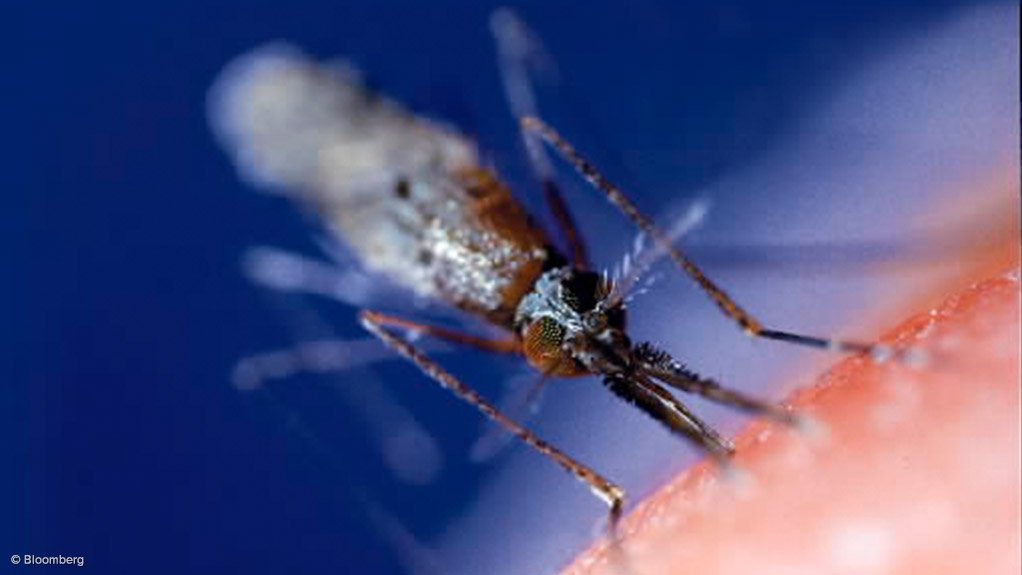 Malaria mosquito