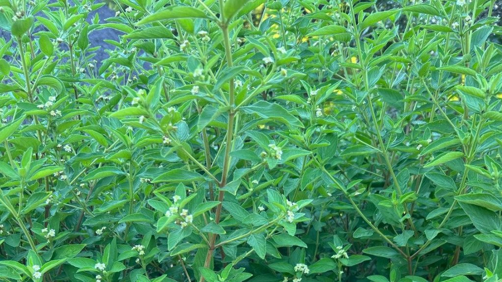 A generic image of a lippia plant