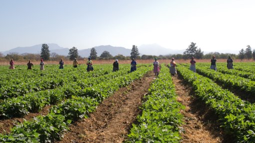 A farm in South Africa