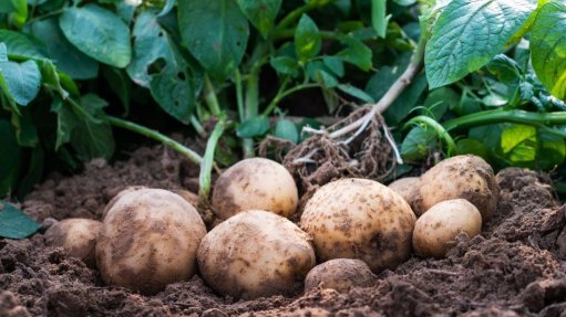 Potatoes on ground