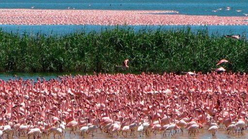 The Kamfers Dam was previously home to many flamingos