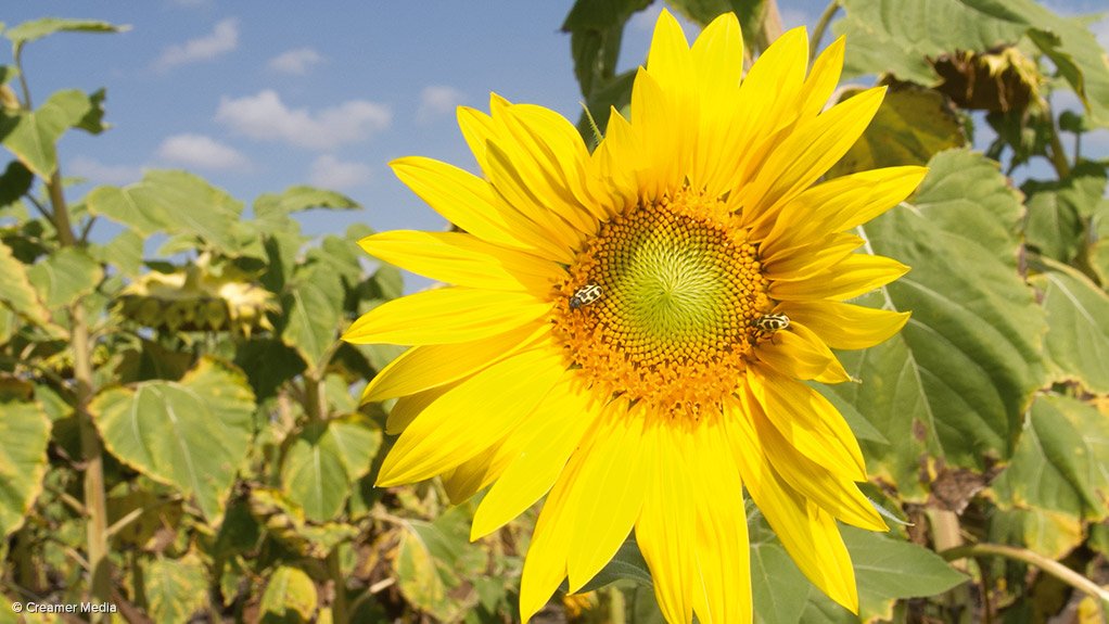 Sunflower farm