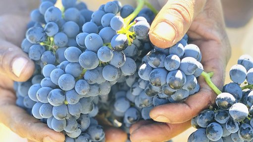Grapes