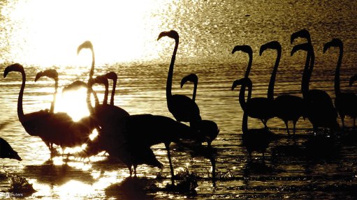 TOXIC: Years of raw sewage spilling into Kamfers Dam, near Kimberley, have rendered the water so toxic that lesser flamingos, which previously congregated in large enough numbers to breed, have abandoned the site. Reuters reports that there were no flamingos at the artificial dam when it visited in May. By contrast, footage taken in May 2020 shows a dam flamboyant pink with flamingos. Belatedly, a court order has been secured ordering the municipality to fix the problem. Photograph: Reuters
