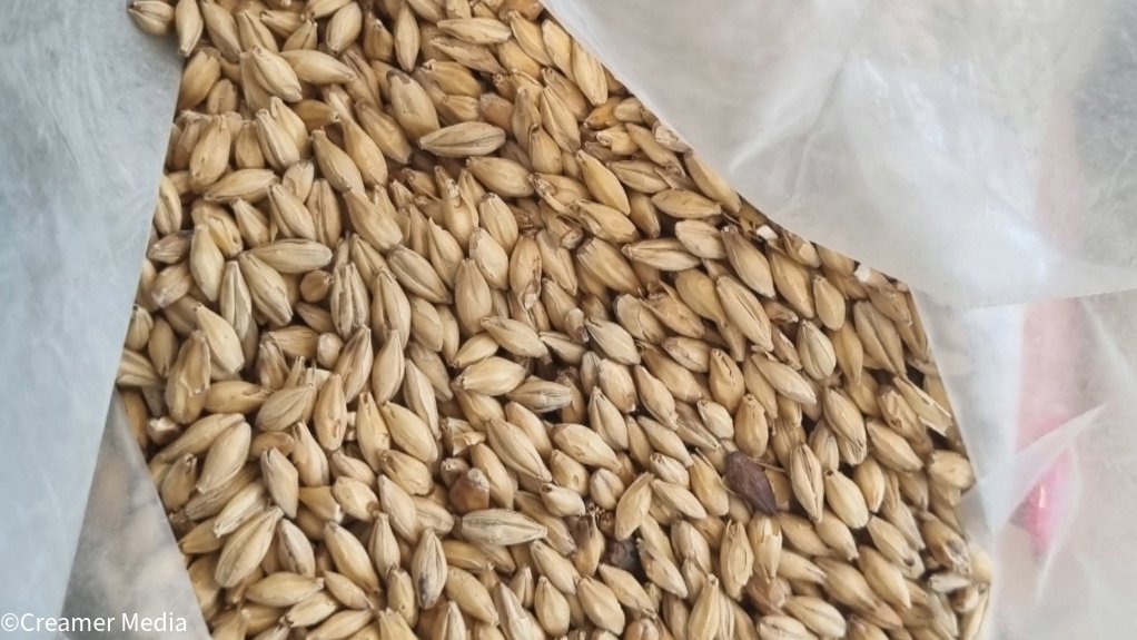 Image of Carahell barley