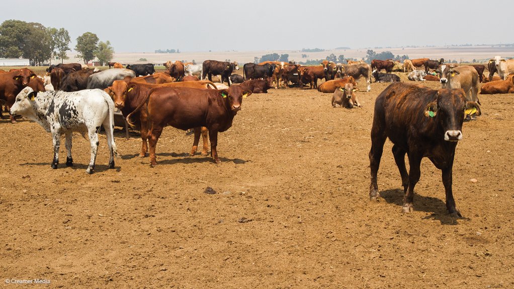 Cattle 