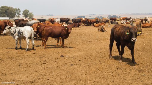 Cattle 