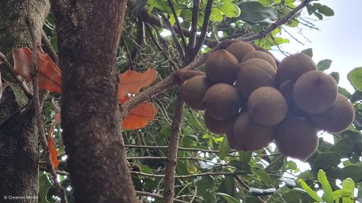 Macadamia nuts on a tree