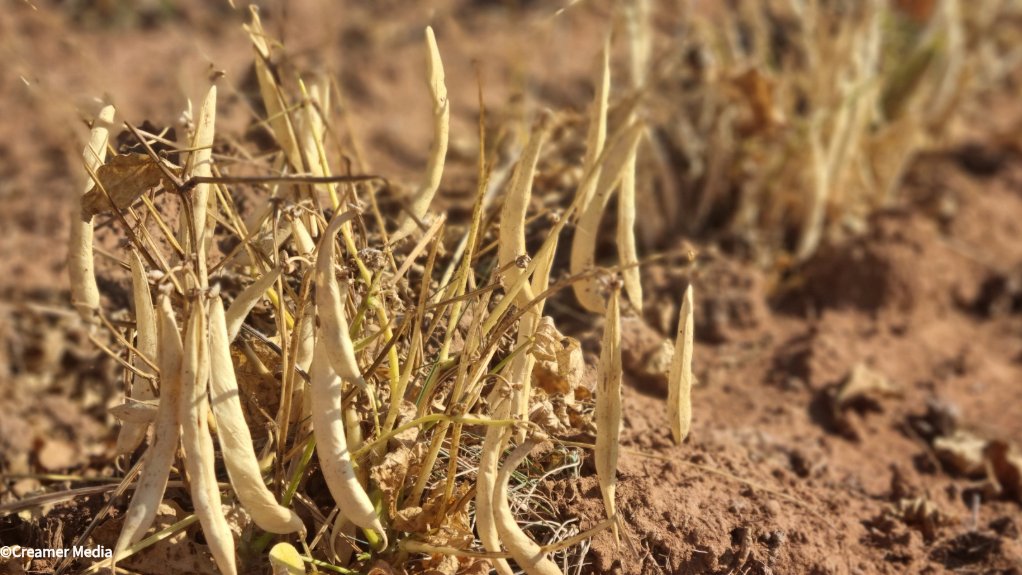Small white bean pods on farm
