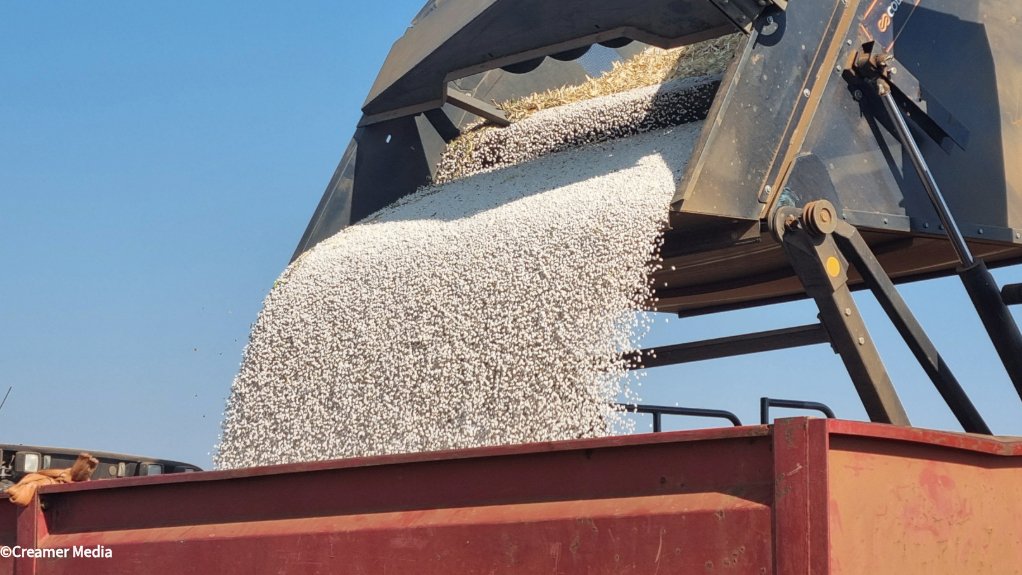 Small white beans harvested